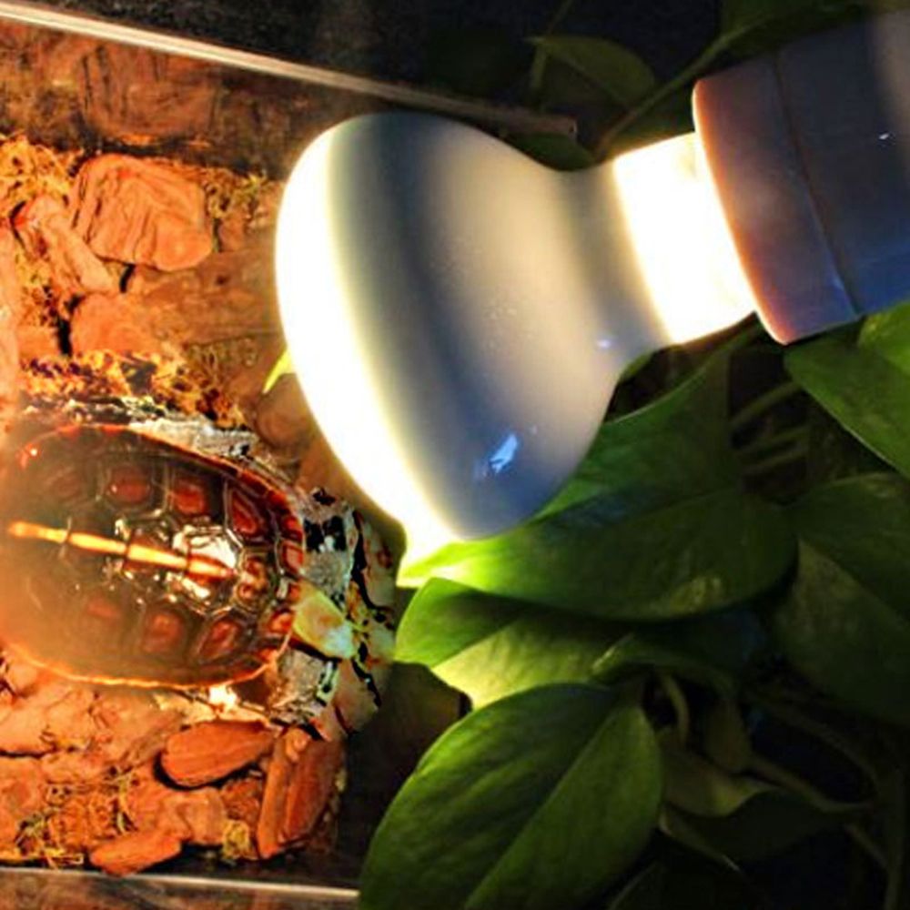 Contrôleur de température pour - Basking Bulb Halogen avis et prix
