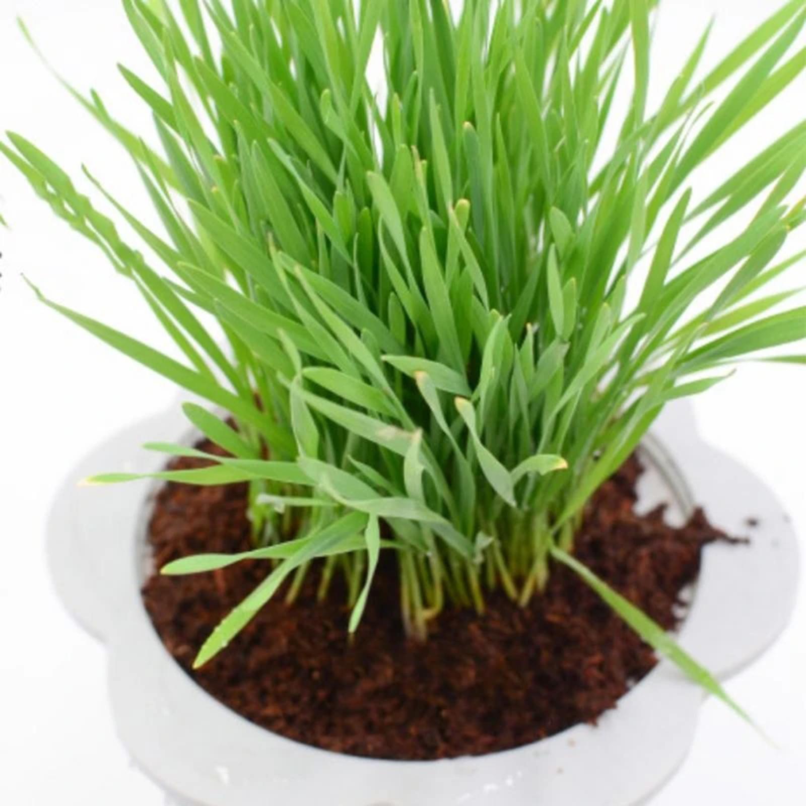 Brique de fibre de coco compre - Substrate Coconut Fiber avis et prix