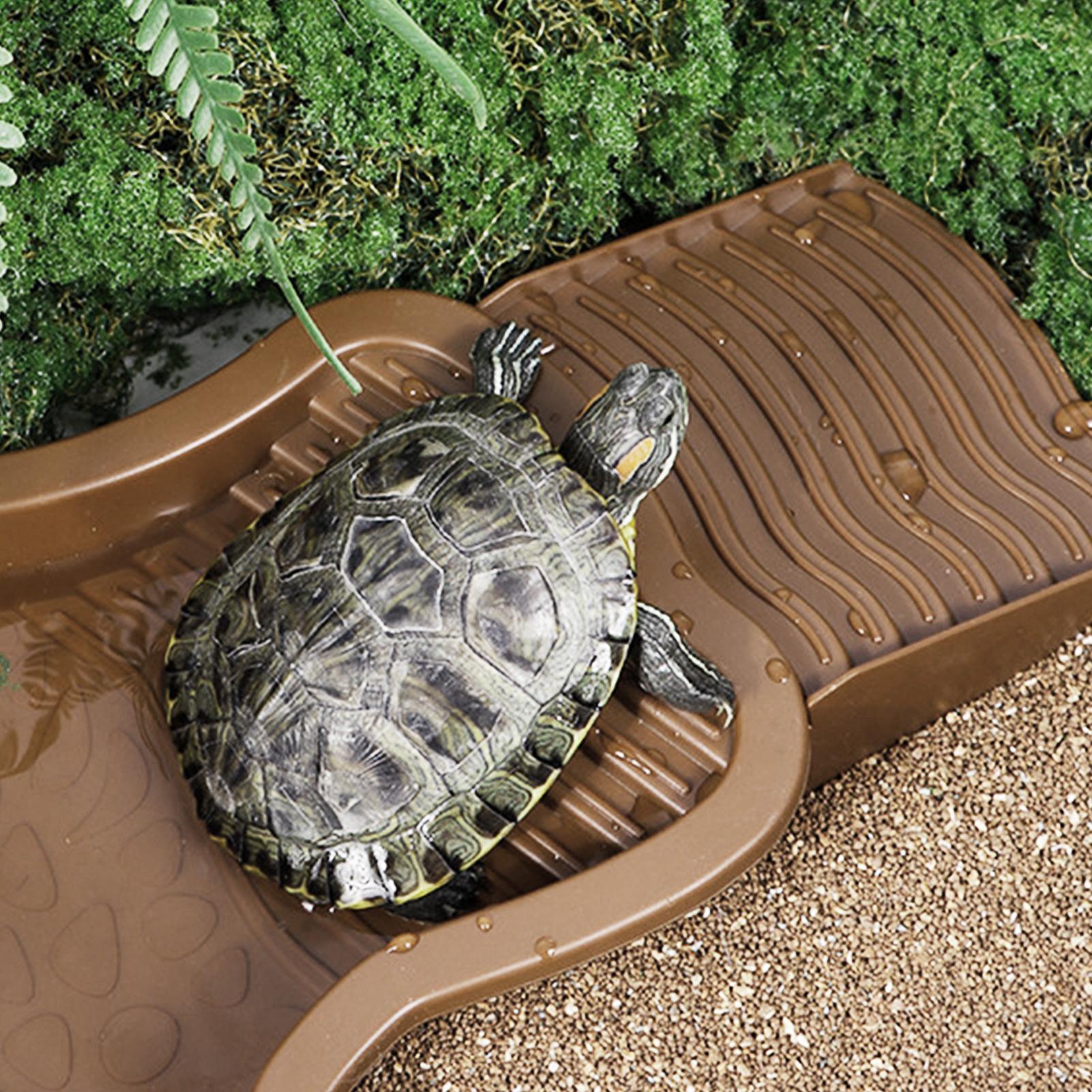 Piscine de bain pour reptiles  - Water Dish Reptile avis et prix
