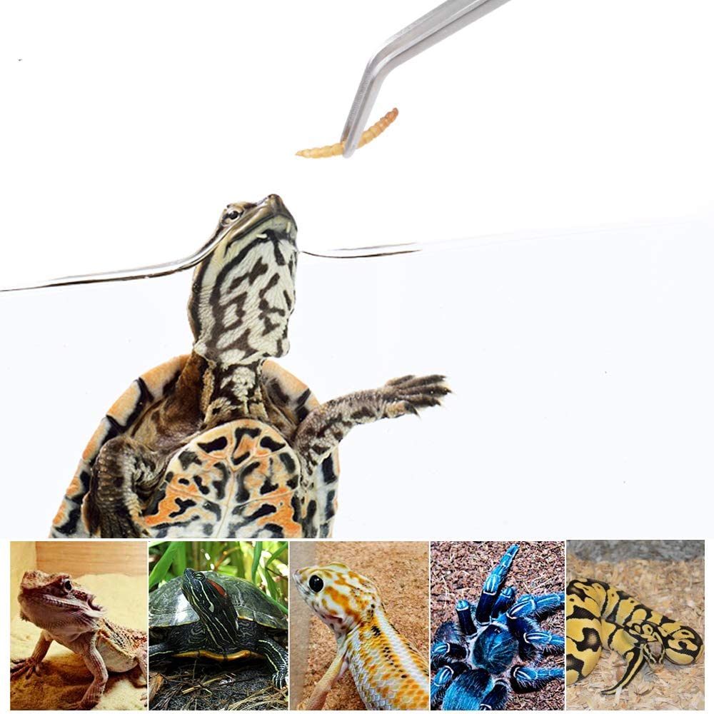 Pinces longues d'alimentation  - Feeding Tong Stainless avis et prix