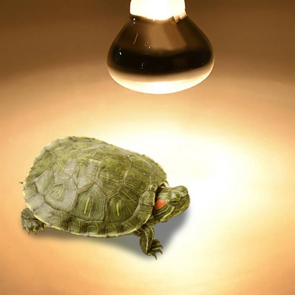 Contrôleur de température tort - Basking Bulb Halogen avis et prix