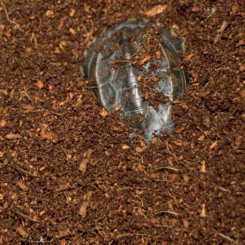 WAJABABY Brique Coco Coir prêt - Substrate Coconut Fiber avis et prix